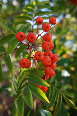 juicy red autumn berries on garden tree. seasonal foliage and food for birds