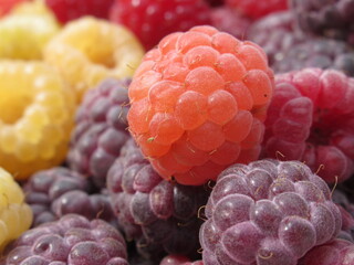 Zbliżenie na dorodne owoce maliny w wielu wariantach barwnych © Kumulugma