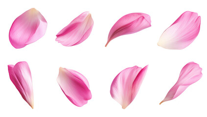 A collection of delicate pink flower petals arranged artistically on a white background. their soft texture and colors. perfect for floral design and nature-themed projects