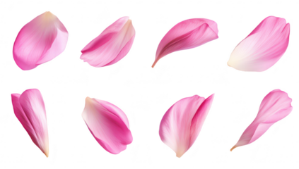 A collection of delicate pink flower petals arranged artistically on a white background. their soft texture and colors. perfect for floral design and nature-themed projects