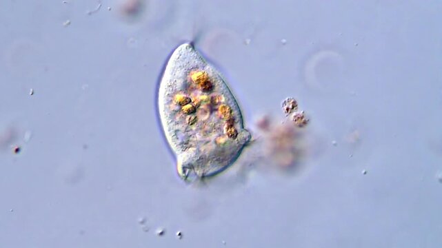 Protozoa microorganism under microscopy view, 4K Video High-Resolution 