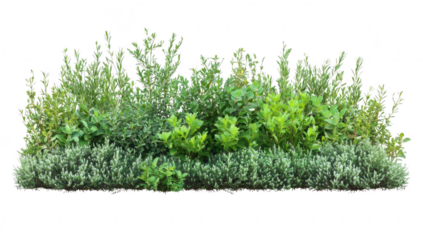 A lush arrangement of various green shrubs and herbs. foliage and textures. set against a clean white background. ideal for gardening. landscaping. or botanical illustrations