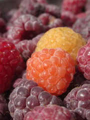 Zbliżenie na dorodne owoce maliny w wielu wariantach barwnych © Kumulugma