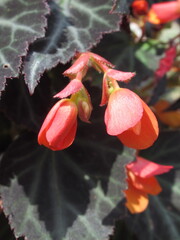 Zbliżenie na pąki kwiatowe wiszącej begonii