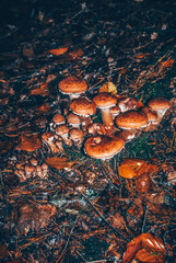 Champignon automnale