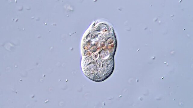 Movement of protozoa under microscope, 4K Video 