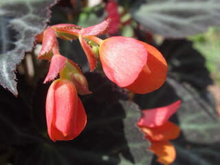 Zbliżenie na pąki kwiatowe wiszącej begonii © Kumulugma