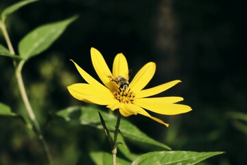 花间舞者：蜜蜂在黄色花朵上的时光定格【Dancing in the Flower: A Moment of Nature's Beauty Captured in Time】