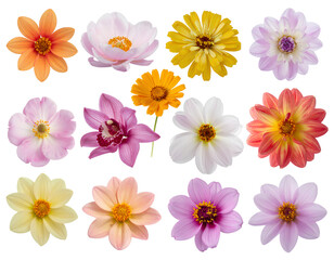 Obraz premium Firefly__Flower cluster, bunch of different flowers 