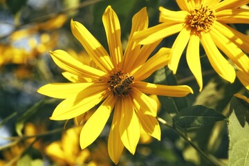 花间舞者：蜜蜂在黄色花朵上的时光定格【Dancing in the Flower: A Moment of Nature's Beauty Captured in Time】