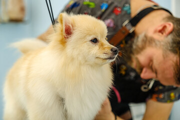 At a pet grooming salon, a middle-aged male groomer is trimming the fur of an adorable Pomeranian...