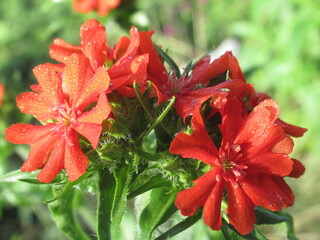 Zbliżenie na czerwone kwiaty rośliny z gatunku firletka © Kumulugma