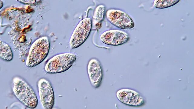 Movement of freshwater protozoa under microscope view 