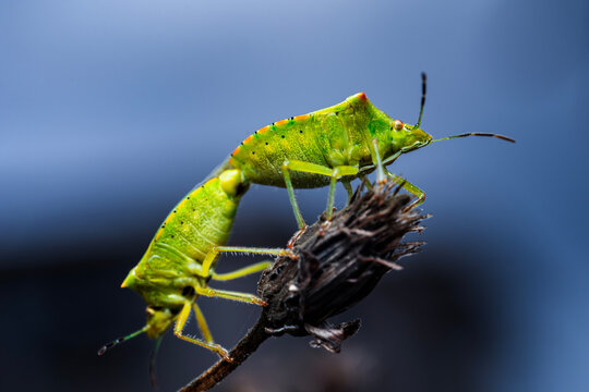 chinche de escudo verde, fotograf&iacute;a macro 