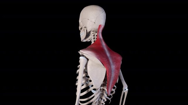 Trapezius Muscle Movement