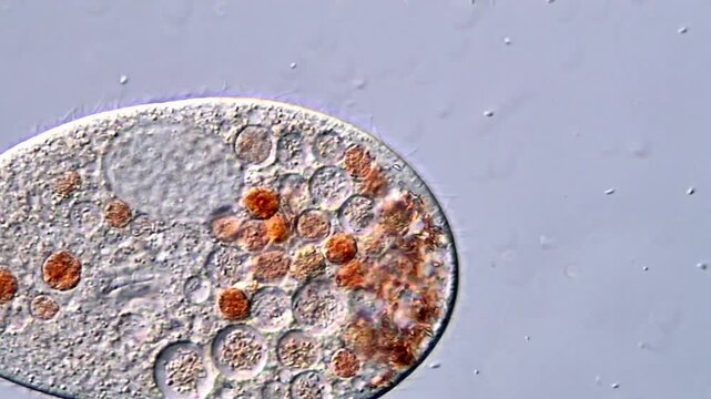 Movement of Ciliate protozoa under microscope, 400x magnification 