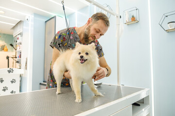 At a pet grooming salon, a middle-aged male groomer is trimming the fur of an adorable Pomeranian dog with scissors