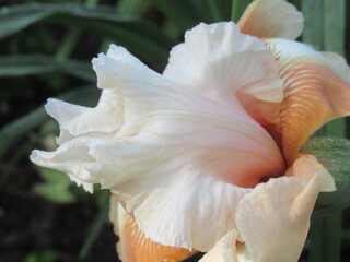 Zbliżenie na kwiat irysa © Kumulugma