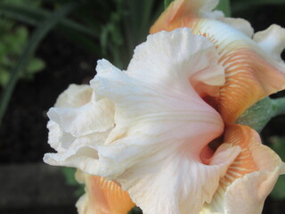 Zbliżenie na kwiat irysa © Kumulugma