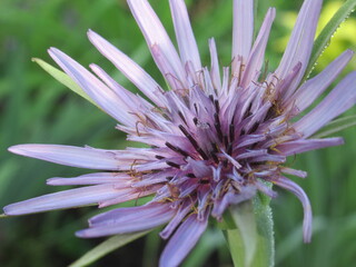 Zbliżenie na kwiat rośliny z gatunku salsefia © Kumulugma