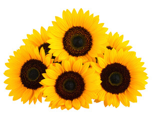 Fototapeta premium Firefly__PNG Bright sunflowers against white background