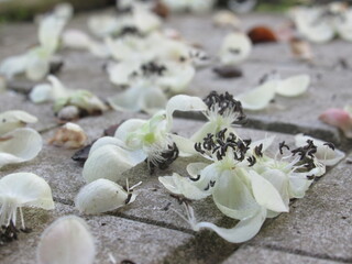 Zbliżenie na opadłe kwiaty kiwi © Kumulugma