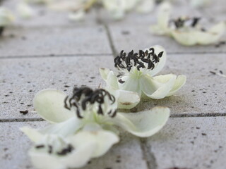 Zbliżenie na opadłe kwiaty kiwi © Kumulugma