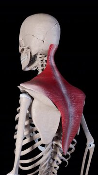 Trapezius Muscle Movement Vertical Video