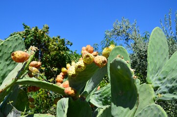 ein Kaktus mit Früchten vor blauem Himmel