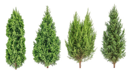 A collection of four distinct evergreen trees various shapes and textures. set against a plain white background. ideal for nature-themed designs or landscaping concepts