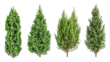 A collection of four distinct evergreen trees various shapes and textures. set against a plain white background. ideal for nature-themed designs or landscaping concepts