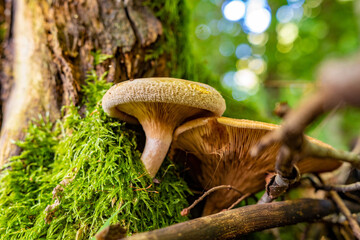 Mushrooms from the Black Forest in Germany, Europe