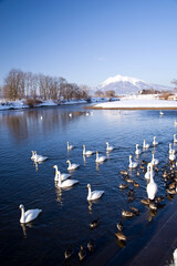 日本、青森県藤崎町、白鳥ふれあい広場の白鳥と残雪の岩木山