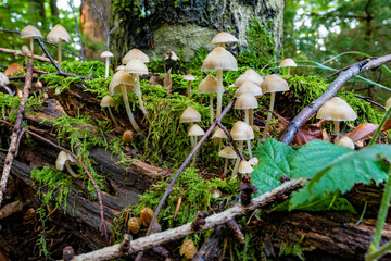 Mushrooms from the Black Forest in Germany, Europe