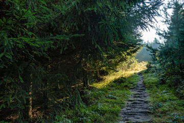 A path in the Black Forest in Germany, Europe