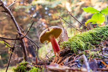 Mushrooms from the Black Forest in Germany, Europe