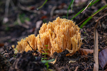 Mushrooms from the Black Forest in Germany, Europe