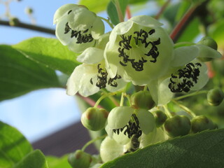 Zbliżenie na białe kwiaty minikiwi © Kumulugma