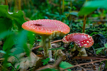 Fresh fly agaric mushrooms (Amanita muscaria) from the Black Forest in Germany, Europe