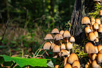Mushrooms from the Black Forest in Germany, Europe