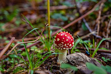 Fresh fly agaric mushrooms (Amanita muscaria) from the Black Forest in Germany, Europe