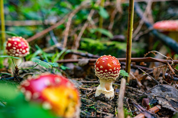 Fresh fly agaric mushrooms (Amanita muscaria) from the Black Forest in Germany, Europe