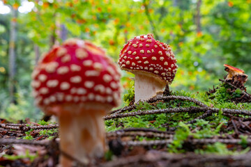 Fresh fly agaric mushrooms (Amanita muscaria) from the Black Forest in Germany, Europe