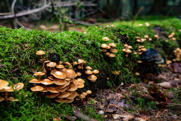 Mushrooms from the Black Forest in Germany, Europe