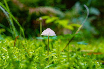 Mushrooms from the Black Forest in Germany, Europe