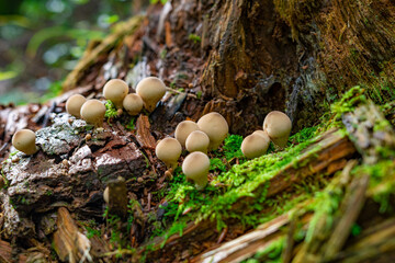 Mushrooms from the Black Forest in Germany, Europe