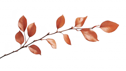 A delicate arrangement of autumn leaves on a slender branch. their orange hues against a clean white background. perfect for nature-themed projects or seasonal decor