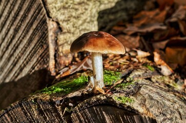 Mushroom on Mossy Tree Stump in Forest