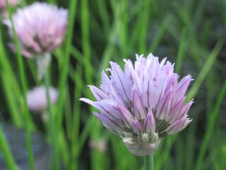 Zbliżenie na różowe kwiaty cebuli © Kumulugma