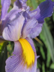 Zbliżenie na kwiat irysa © Kumulugma